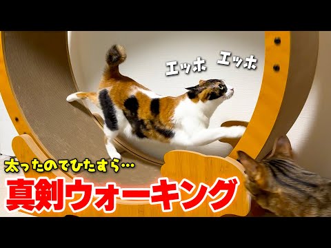 猫の動画サムネイル - 【減量】「ちょっと太ったかも…」三毛猫、真面目にウォーキング始めました。#走りたくはない