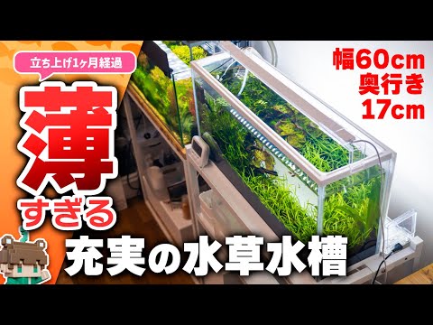 極スリム水槽の水草レイアウトはどうなった？水草や生体の様子、追加機材や補足情報について【ビバアクア】#アクアリウム #熱帯魚
