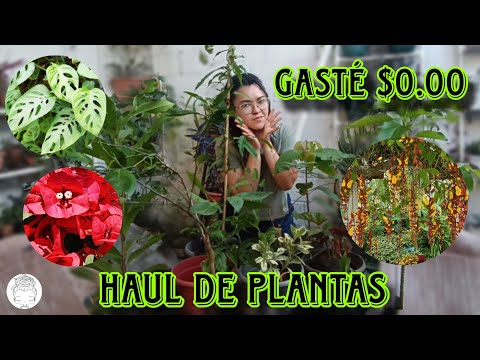 ASI CONSEGUÍ PLANTAS GRATIS 😱