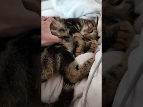 Le vrai boss de la maison, c’est moi 👑🐾