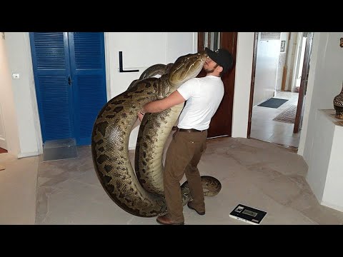Inside the World of the Giant Anaconda