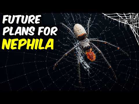 What will I do with NEPHILA SPIDER?
