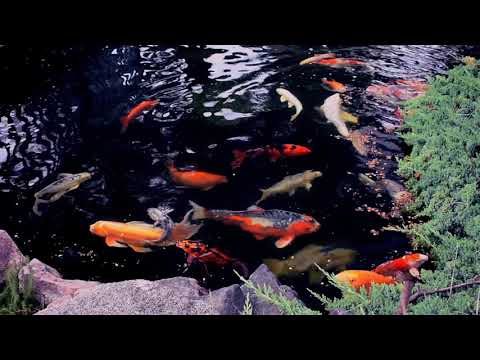 Feeding Frenzy at Alpine Koi & Reef Fish Love food and we love feeding them! enjoy this fish feeding video with all sorts of fish being 