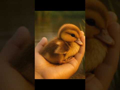 Duckling's Little Trust #ai #aishorts #shortsfeed #cute #funny #shorts #trending #serotonin #aiart