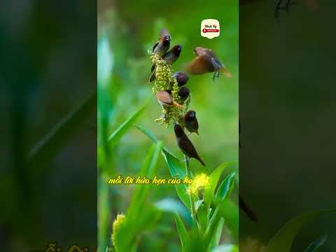 Yêu người có vợ | Short Nhật Ký Podcast