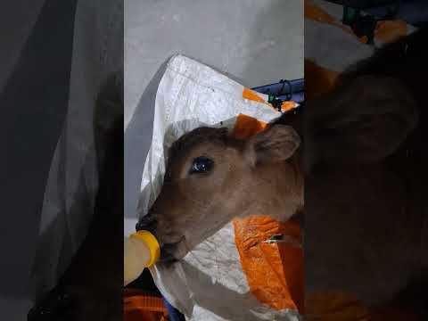 phần 4.Cho bê đẻ thiếu ngày uống sữa đêm #thanh vlog2271.