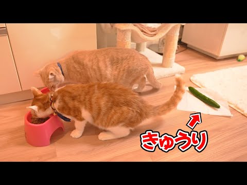 ネットで話題の猫の後ろにきゅうりを置いたら発狂する説を検証しました！