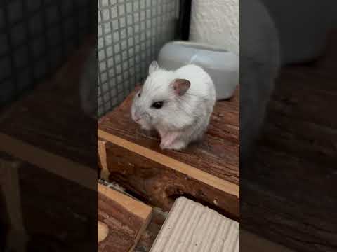 #hamsterbaby #hamster #cuteshorts #animalshorts #pets
