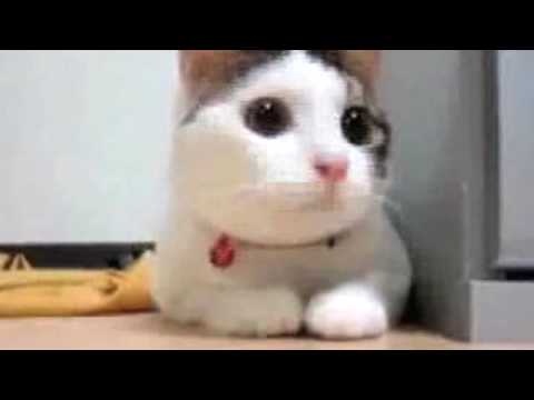 Supercats — The Funniest Cat Video!