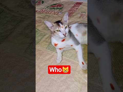 Funny Cat Reaction 😸Try To Not Laughter 🤣#cat #catfunny #funny #catvideos #pets