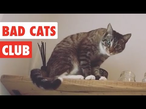 Bad Cats Club | Funny Cat Video Compilation 2017 - UCPIvT-zcQl2H0vabdXJGcpg