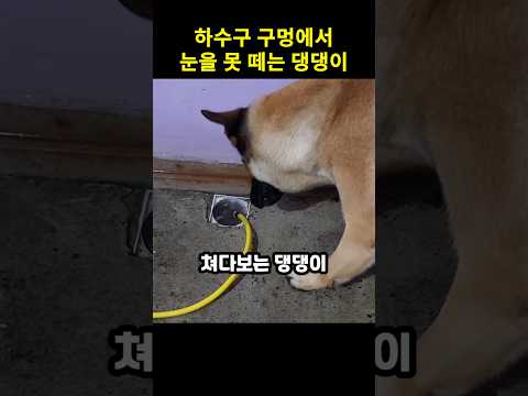 <strong>하수구</strong> 구멍에서 눈을 못 떼는 댕댕이