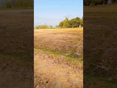 chali #Gai👌hariyali#khet #ho# Gaye #Khali #to #ho #Gaye #Khali