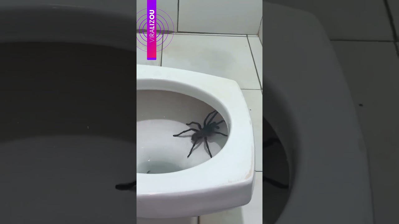 Aranha gigante é encontrada em vaso sanitário e assusta moradora