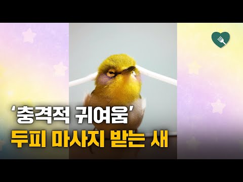 면봉으로 두피 마사지를 받은 새의 반응