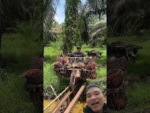 Lái Xe Máy Chở Hàng Qua Cầu Khỉ #automobile