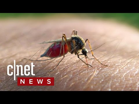 Science to pit mosquitos against mosquitos - UCOmcA3f_RrH6b9NmcNa4tdg