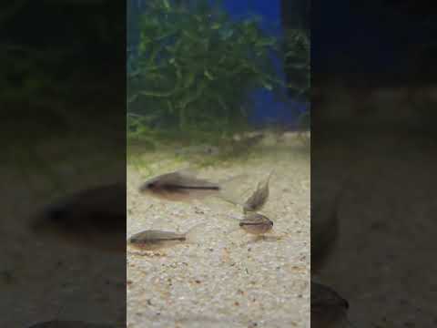 napoensis or the rio napo cory almost ready to go! 