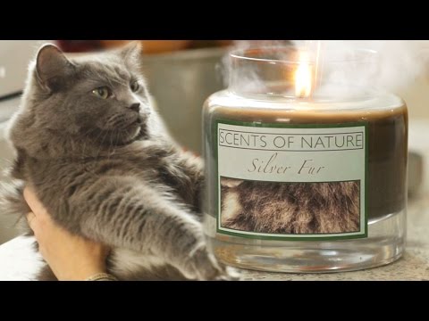 This New Cat Inspired Candle Scent Will Leave You Speechless