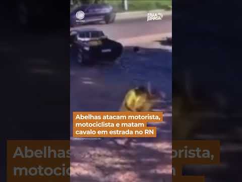 Abelhas atacam motorista, motociclista e matam cavalo em estrada do RN #Shorts #FalaBrasil