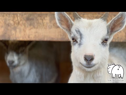 【爆音注意】子ヤギの鳴き声が想像以上にデカかった件（でも可愛い）　2025年5月8日　手作りヤギ牧場 #子ヤギ#baby