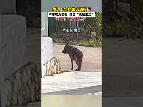 狗狗也家人。#画一个故事 #警犬 #治愈系 #万物皆有灵性 #狗狗的心思都写在脸上了