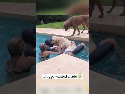 #funnydogs#cute#doglover#doglife#cure#dogshorts#pet#doglife#dogshorts