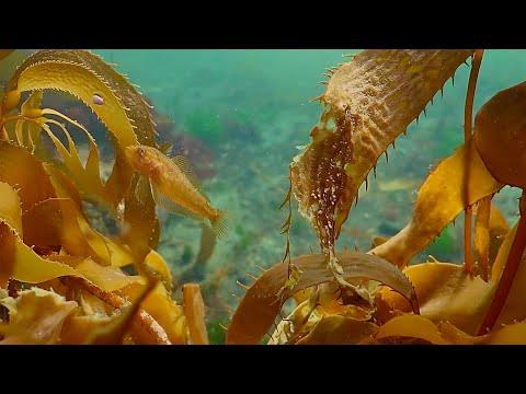 Unwind In Serene Underwater Worlds | The Wild Place | BBC Earth