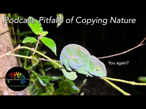 Pitfalls of Copying Nature for Chameleon Husbandry This episode is meant to be listened to at work, while doing chores, or anything else.
The natural w
