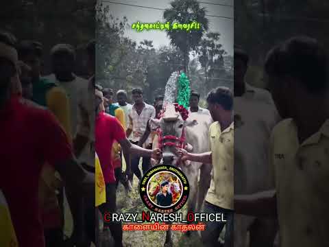 💥 SUBSCRIBE TO ALL ♨️#nareshvlog#bull#shortsviral#love#eruthukattu#shortvideos#love#subscribe#views