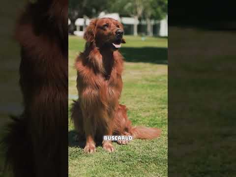 La magia de cepillar un perro