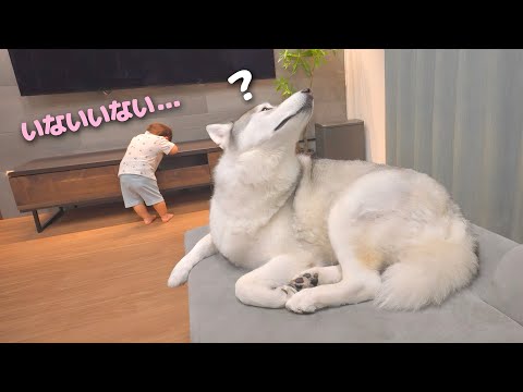 隠れたつもりの1歳児を真剣に探してあげる愛犬の対応力が凄すぎました・・・
