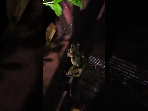 비오는날 밤 두꺼비 #shorts #toad