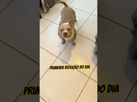 Primeira refeição do dia! Veja o que Naninho come! #pets #cachorrosdivertidos #dogs  #petsfofinhos