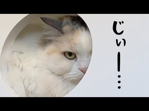 猫の動画サムネイル - 振り向いたらものすごい圧力でごはんを要求してくる猫がこちら【関西弁でしゃべる猫】【猫アテレコ】