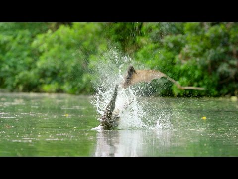 Flying Foxes Vs Freshwater Crocodile | Lands of the Monsoon | BBC - UCwmZiChSryoWQCZMIQezgTg