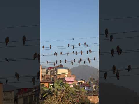 Calm eagles are resting in Kathmandu city. #nature #travel #eagles #kathmandu #video #fyp #shorts