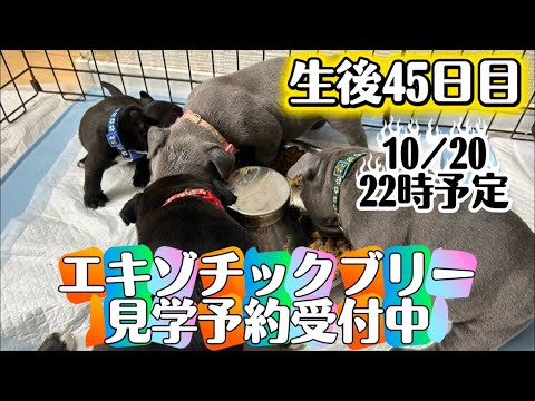 エキゾチックブリー【生後45日目】見学予約について