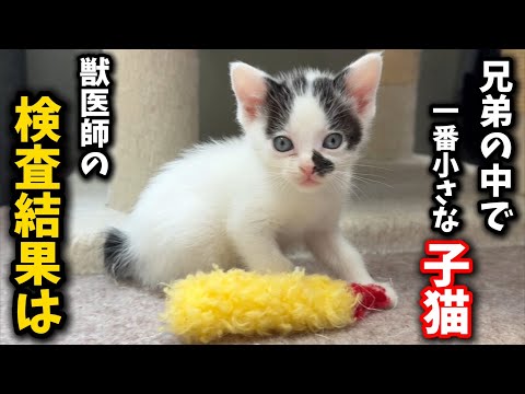 猫の動画サムネイル - 一番小さい350gの子猫、心配していましたが…