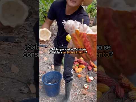 El Cacao 🍫 Un Superalimento ✨ #naturaleza #comida #salud