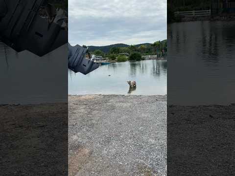 ถอยมา ถอยมาเด้😅 #boat #reverse #boat #dog #animal