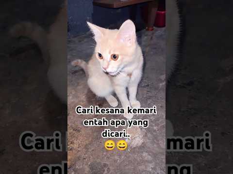Cari kesana kemari apaa yang dicari.. 😃 #cats #cat #shortvideo #kucing #kucinglucu