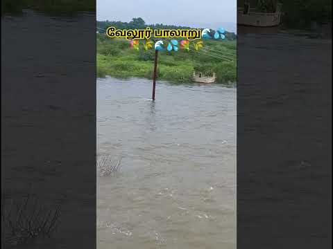 வேலூர் பாலாற்றில் அழகாக பாய்ந்தோடும் தண்ணீர் 💦🌊💦💐💐🎇💦🌊🌴🌾🌾🌴🌊💦💐🌴🌾 #song #love #ilayarajamelodyhits