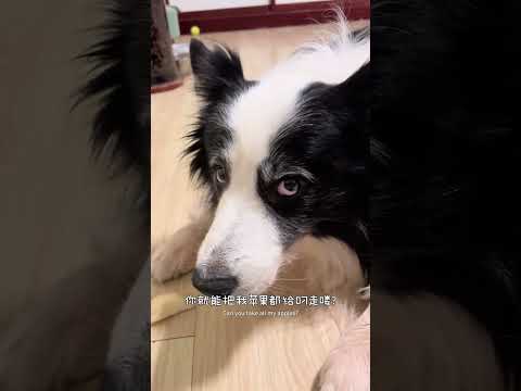 学会藏东西了 #边牧 #狗都成精了 #狗狗的迷惑行为 #馋狗