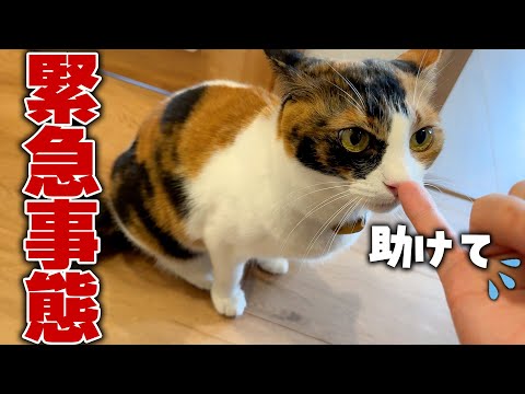 猫の動画サムネイル - 【緊急事態】お尻を引きずった三毛猫がパニックになりながら助けを求めにきました…