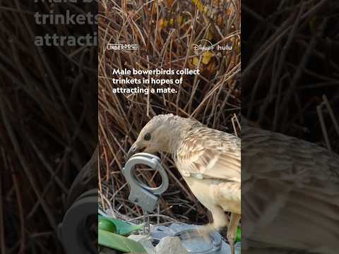 She’s too picky, those are S-tier pieces of trash. 🗑️ #Underdogs #Bowerbirds