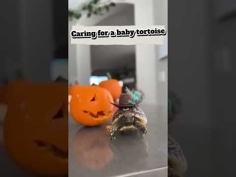 Caring for a baby tortoise #greenanimals #animalavengers #animalday