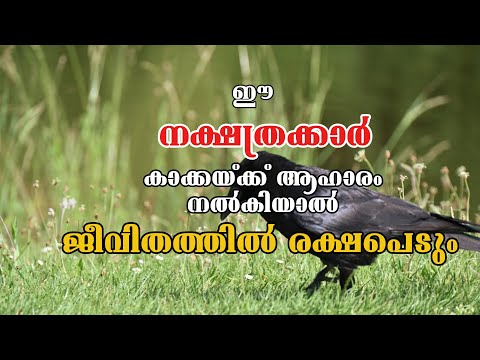 കാക്കക്കു ആഹാരം കൊടുത്താൽ രക്ഷപെടുന്ന നാളുകാർ | ഇതുപോലെ ചെയ്യൂ