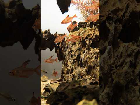 Beautiful fish.Red phantom tetra🐟.