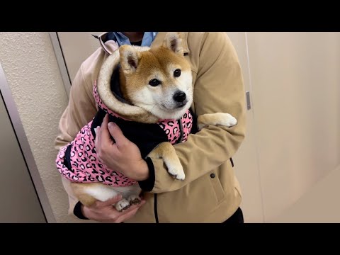 ３年間パパに溺愛され続けて育った柴犬がこちらです